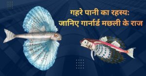गहरे पानी का रहस्य: जानिए गार्नार्ड मछली के राज